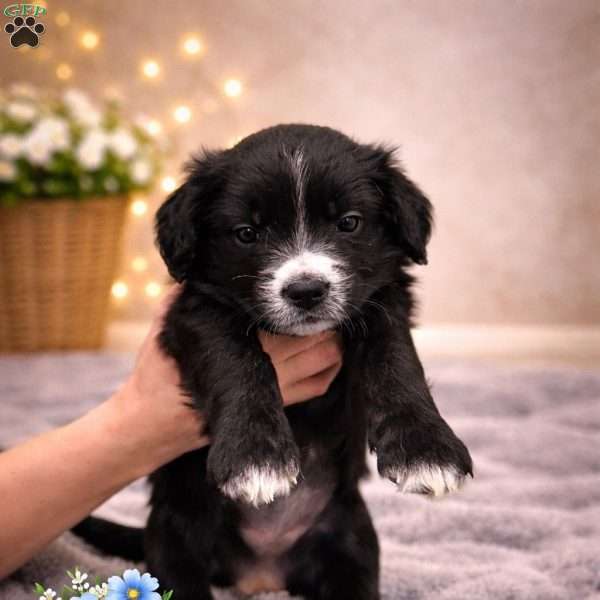 Shadow, Border Collie Mix Puppy